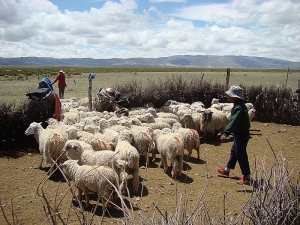 Microcr&eacute;ditos FEDES en la Puna Argentina: el retorno social de Mina Pirquitas