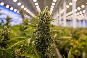 Se dictaminó el proyecto que regula la producción de cannabis medicinal y cáñamo industrial