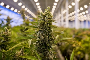 Se dictamin&oacute; el proyecto que regula la producci&oacute;n de cannabis medicinal y c&aacute;&ntilde;amo industrial