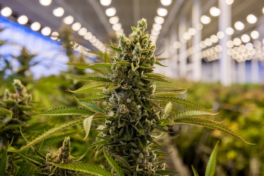 Se dictamin&oacute; el proyecto que regula la producci&oacute;n de cannabis medicinal y c&aacute;&ntilde;amo industrial
