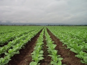 Tabaco en Jujuy: comenz&oacute; la campa&ntilde;a y hay preocupaci&oacute;n