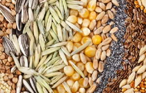 Impulsan la NO modificaci&oacute;n de la Ley de Semillas