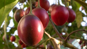 El nuevo cultivo gourmet se produce en Jujuy
