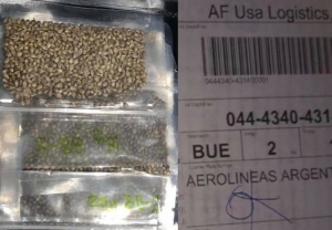 Semillas para plantas madres de cannabis ya están en Finca El Pongo