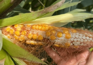 Chicharrita del ma&iacute;z, la plaga end&eacute;mica que desaf&iacute;a al norte argentino