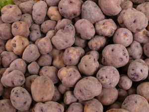 La Quiaca: se conform&oacute; la mesa de la papa andina