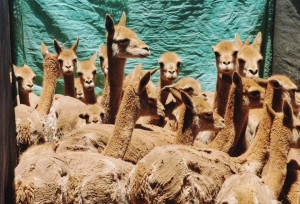 Vicu&ntilde;as en silvestr&iacute;a: reuni&oacute;n internacional para su protecci&oacute;n