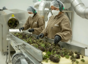 Cannava elabor&oacute; la primera formulaci&oacute;n farmac&eacute;utica con THC de Industria Nacional
