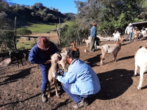 "Las Expertas Hablan": Caprinos, otra esperanza de desarrollo