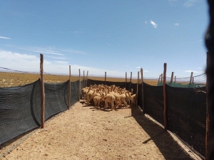Esquila Sustentable de Vicu&ntilde;a: se acopiaron 24.330 kg de fibra