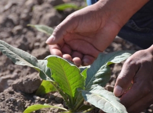 Bioinsumos, claves en el Día de la Conservación del Suelo