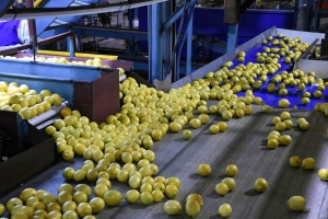 Ledesma sigue liderando las exportaciones argentinas de naranjas