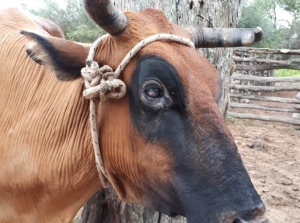 Alternativas a brote de enfermedades en bovinos