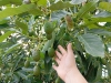 Yuto fue sede de un encuentro clave sobre el cultivo de palto, con la experiencia de uno de los principales productores mundiales