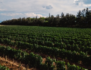 Comenz&oacute; la vendimia en los valles juje&ntilde;os: la experiencia en El Molle