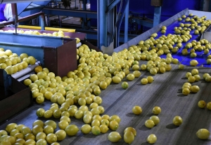 Si la vida te da limones&hellip; As&iacute; concluy&oacute; una desafiante campa&ntilde;a citr&iacute;cola