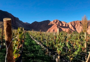 Se dictar&aacute;n capacitaciones vitivin&iacute;colas en Jujuy