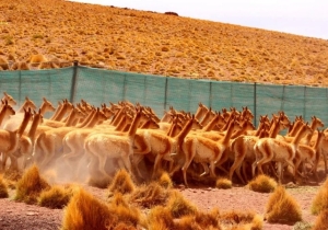 Jujuy planifica batir su r&eacute;cord de esquila sustentable de vicu&ntilde;as