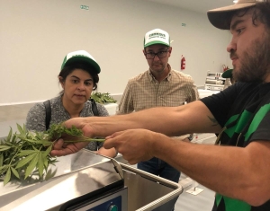 Costa Rica se interesa en la experiencia de Jujuy en desarrollo de cannabis medicinal