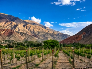 Tilcara será sede del encuentro binacional que pondera las uvas criollas como patrimonio vitivinícola andino