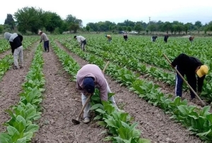 Tabaco: se transfirieron m&aacute;s de $952 millones del FET