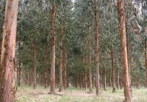 La madera, un negocio con futuro: fomentar la iniciativa privada y la visi&oacute;n a largo plazo