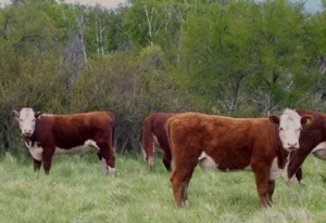 Día de la Ganadería: &quot;Hay más de 10 feedlots cerrados&quot;