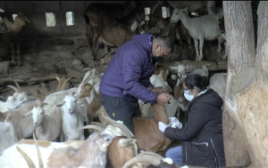 Jujuy libre de brucelosis