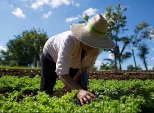 La Opini&oacute;n: Agr&oacute;nomos, &iquest;la llave accesible frente a los problemas del campo?