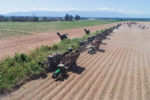 Culminó zafra con 317 mil toneladas de producción de azúcar