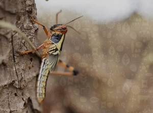 Presentan gu&iacute;a de recomendaciones para el control de langostas y tucuras