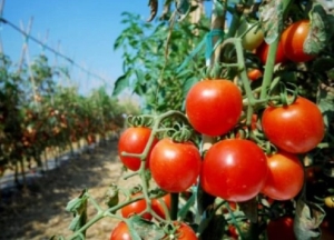 Expectativas por el pr&oacute;ximo Seminario Internacional Hort&iacute;cola