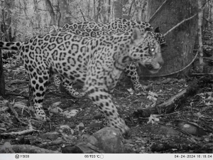 Tres yaguaretés alientan estrategias de gestión en la reserva natural de Ledesma