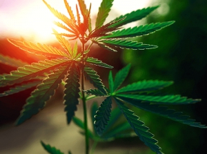 Los Expertos Hablan: Las transformaciones de la matriz productiva del NOA