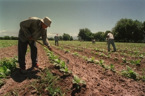 Los trabajadores rurales recibir&aacute;n el bono de fin de a&ntilde;o