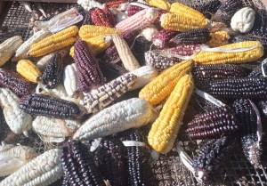 Cultivos milenarios, saberes invalorables y semillas para sembrar futuro: llega la 6&deg; Feria Pueblos del Ma&iacute;z