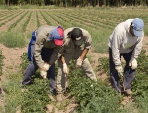 Inicia operativo de Registraci&oacute;n de trabajadores rurales