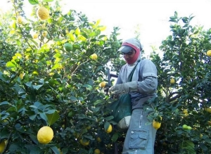 Citricultura de Jujuy tendr&aacute; baja producci&oacute;n por la sequ&iacute;a