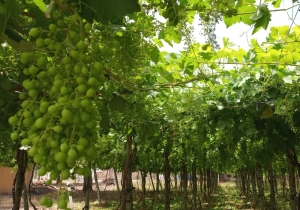 Uvas, la promesa de los Valles y la Quebrada