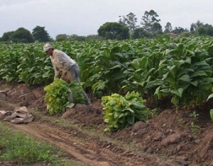 Un manual para mejorar el trabajo de la actividad tabacalera