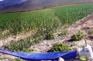 Capacitaci&oacute;n sobre el manejo y operaci&oacute;n de riego por superficie