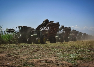 317 mil tn y US$ 12,5 M: los números de la zafra de Ledesma