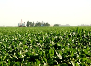 &iquest;Puede haber m&aacute;s malas noticias? El tobog&aacute;n de las commodities y del &ldquo;agro d&oacute;lar&rdquo;