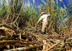 El Gobierno anunci&oacute; la compatibilidad de planes y tarjetas sociales de trabajadores rurales con empleo registrado