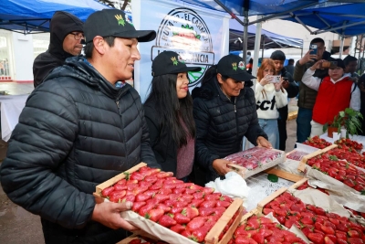 El Frutillazo puso en valor la producción de frutilla y su impacto económico en los Valles de Jujuy