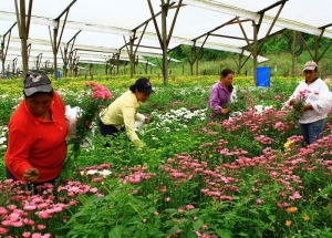 Flores de corte y plantas ornamentales: otra propuesta en el Mercado 6 de agosto