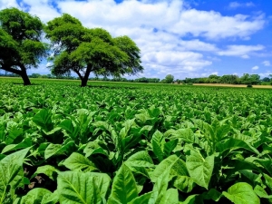 Cr&eacute;ditos para productores tabacaleros