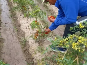 Sequ&iacute;a se estima que rendir&aacute;n un 40% menos los cultivos de los Valles en Jujuy