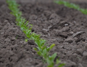 Aranda: &ldquo;Vamos a tratar de conseguir un mejor precio para el productor&rdquo;