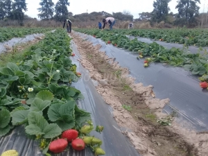 Trabajo con el sector privado para fortalecer la actividad frutillera